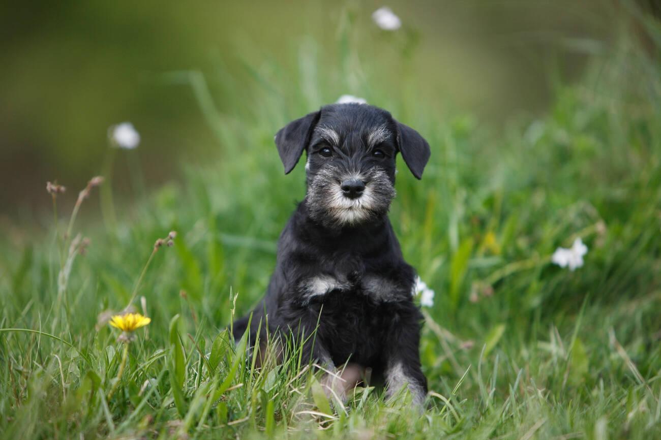 Miniature Schnauzer