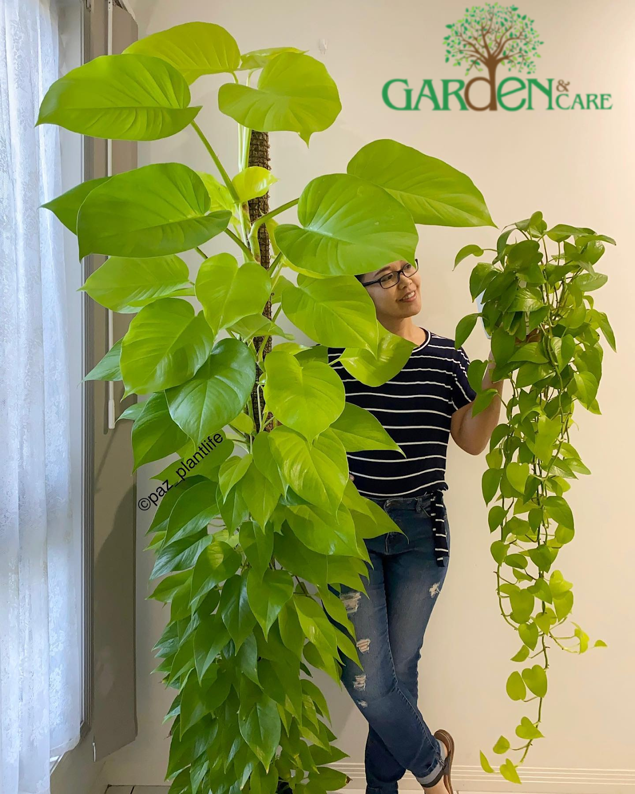 Pothos: Climbing vs. Trailing – What’s the Difference?