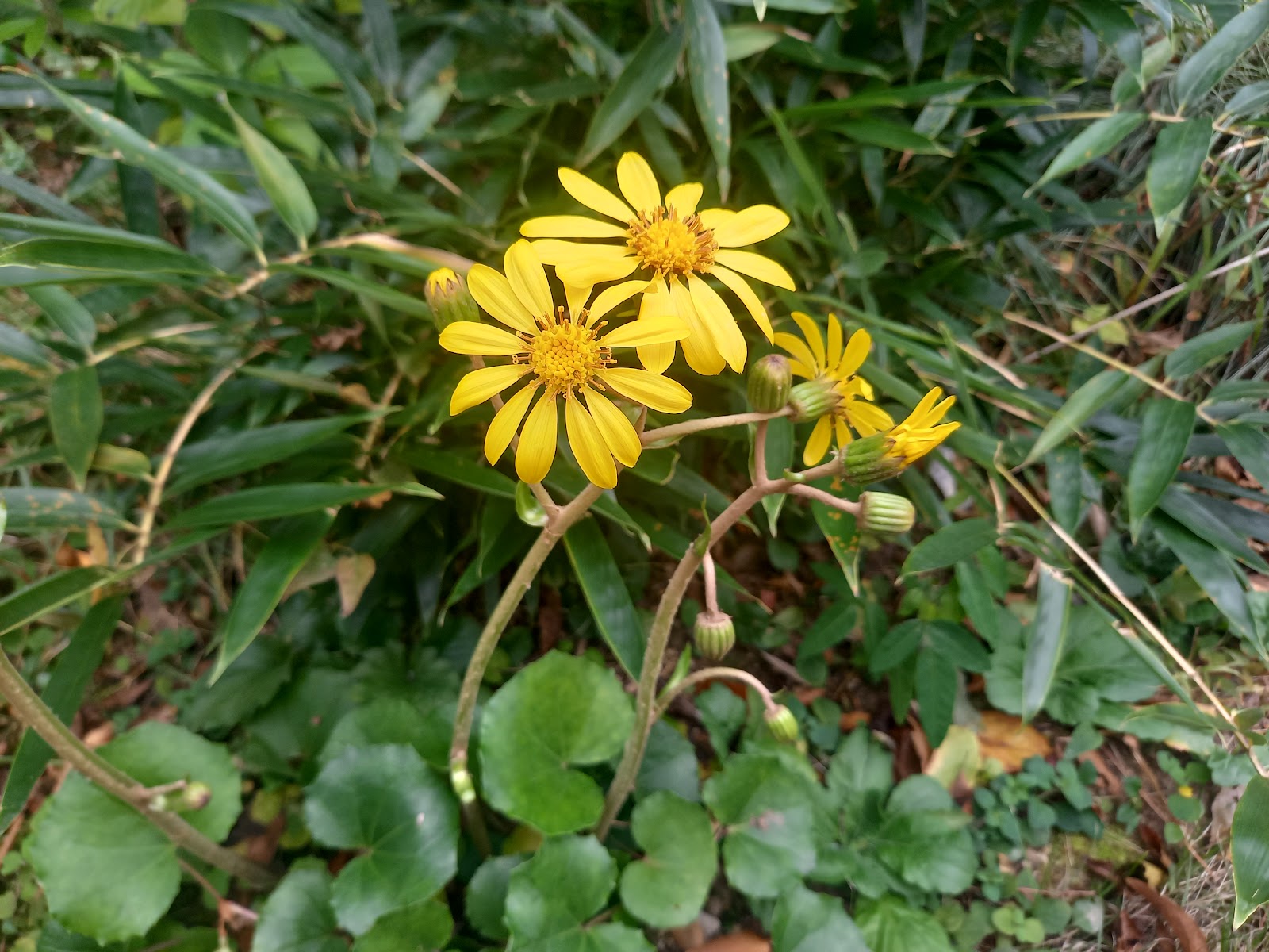 ツワブキの黄色い花。葉は丸く、茎が長い。花の少ない季節に園内を彩っている。
