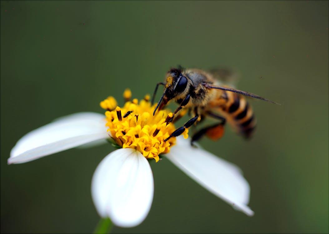 Strategies for Effective Bee Control and Termite Control