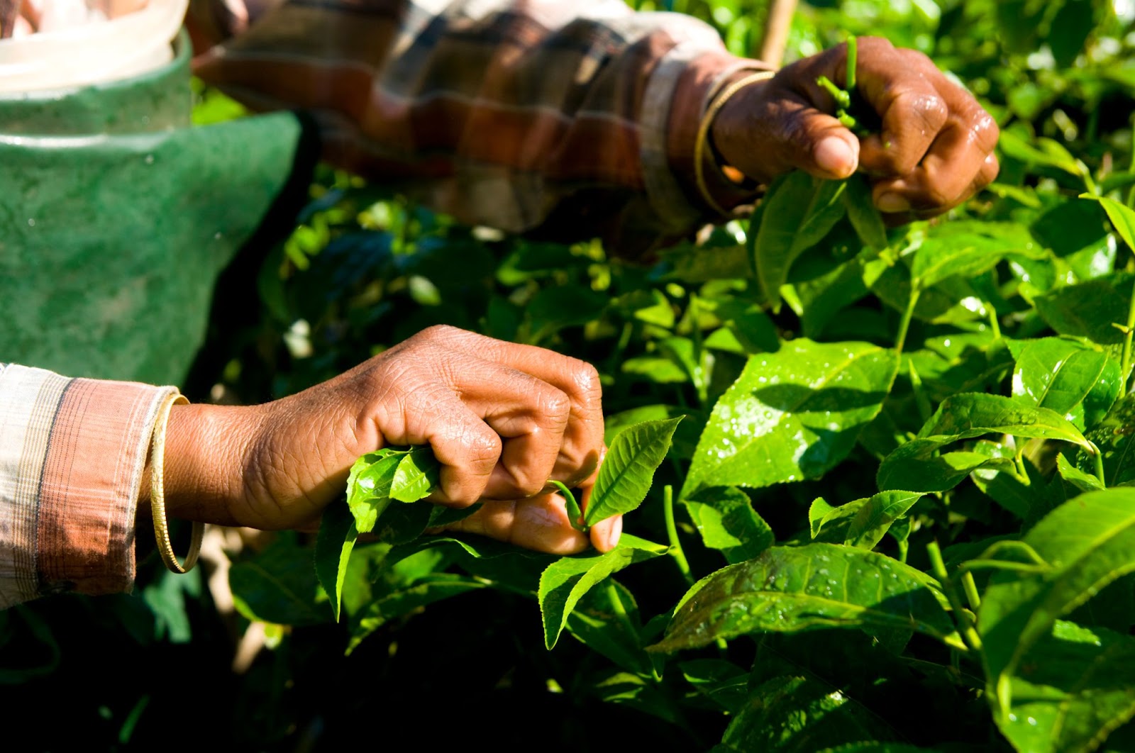 Impactul ceaiului verde asupra sănătății și popularitatea sa globală