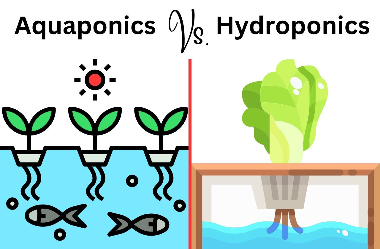 Combining Hydroponics with Aquaponics