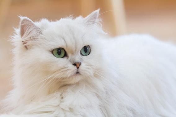 Persian Cat Breed Information: Pet Profile | Dutch