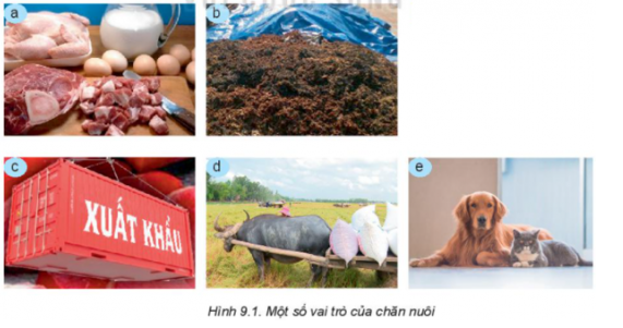 BÀI 9: GIỚI THIỆU VỀ CHĂN NUÔI