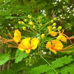 Peacock Flower