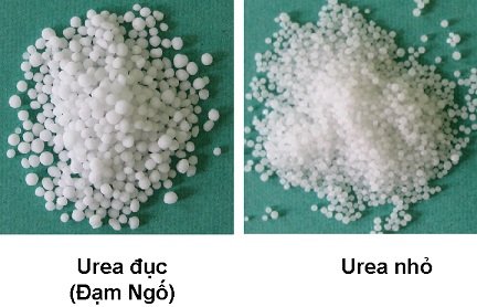 Bệnh nứt thân, xì mủ: Nguyên nhân, triệu chứng & cách phòng trị
