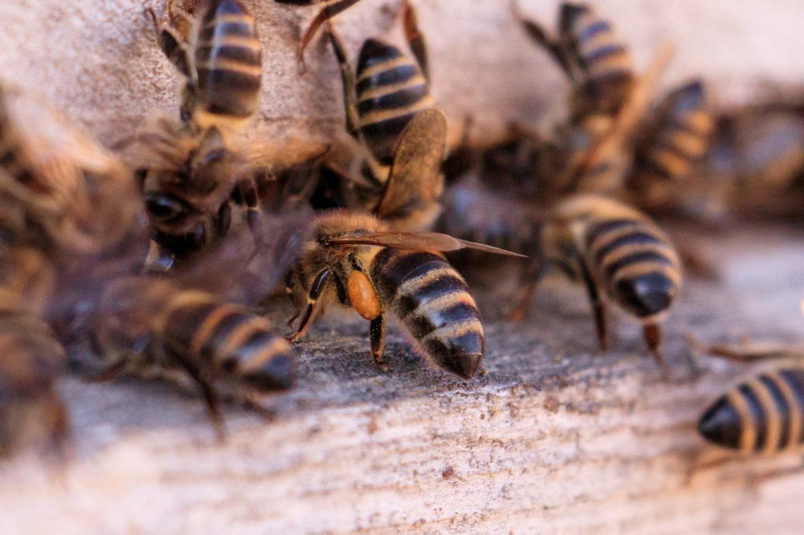 The Brain of a Honey Bee
