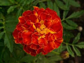 Marigold: - Potting - Season - in - the - Hills - and  Plains, - Compost, - Propagation, - Diseases, - and - Treatment
