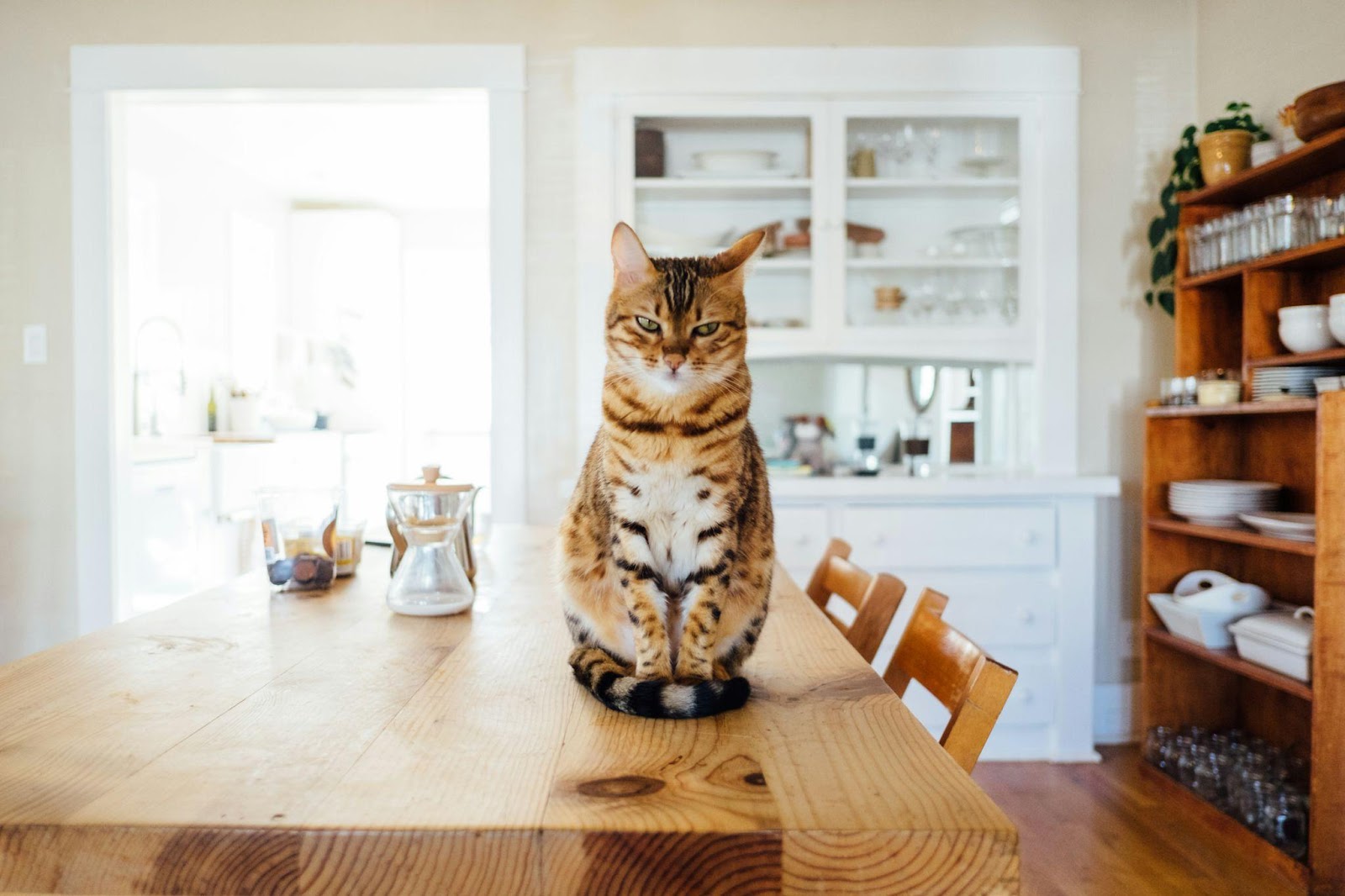 Weird Cat Bathroom Behaviors Explained