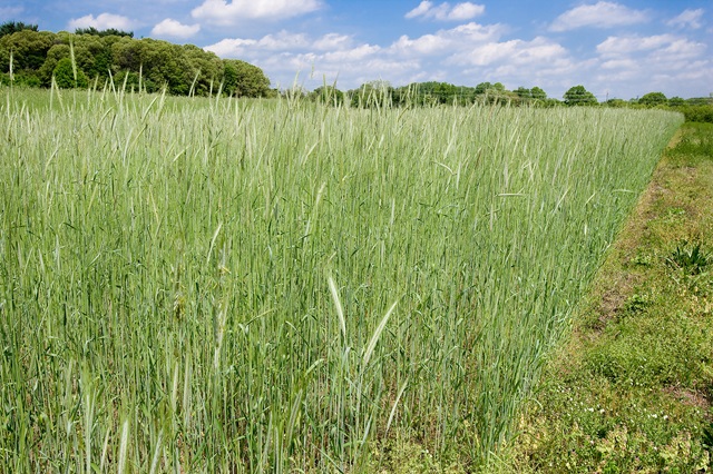 Cereal Rye