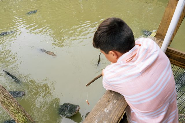 Child feeding alligators during an animal encounter.