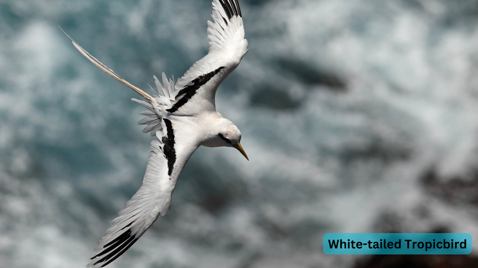 White-tailed Tropicbird