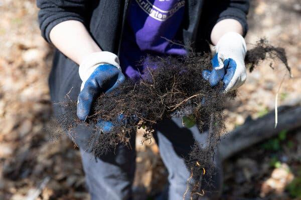 A person’s gloved hands are holding many thin roots that are threaded through clumps of black dirt. 