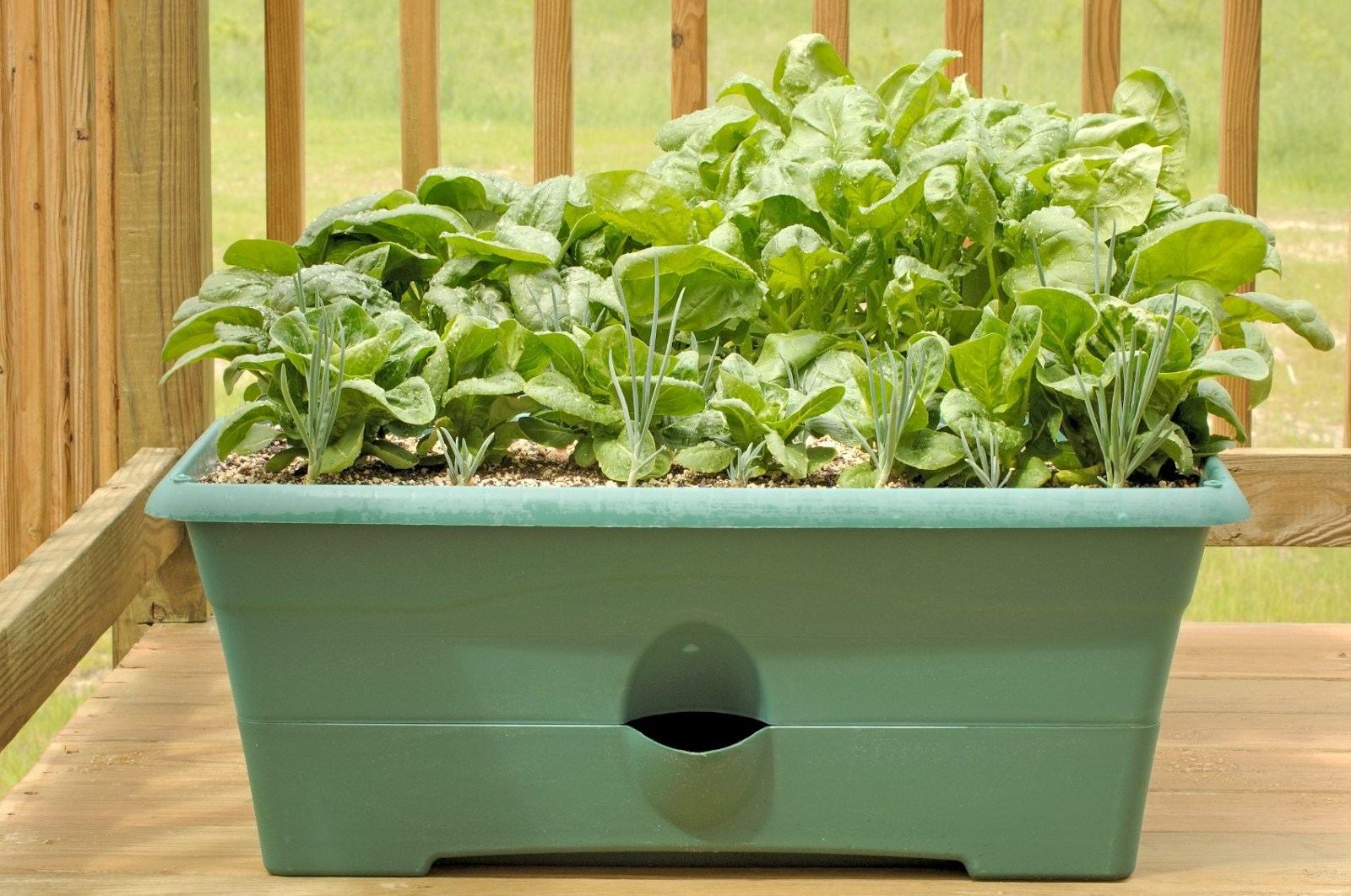 How to Grow Spinach Indoors