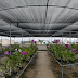 Maximize Orchid Growth: Essential Shade Net & Cultivation Tips