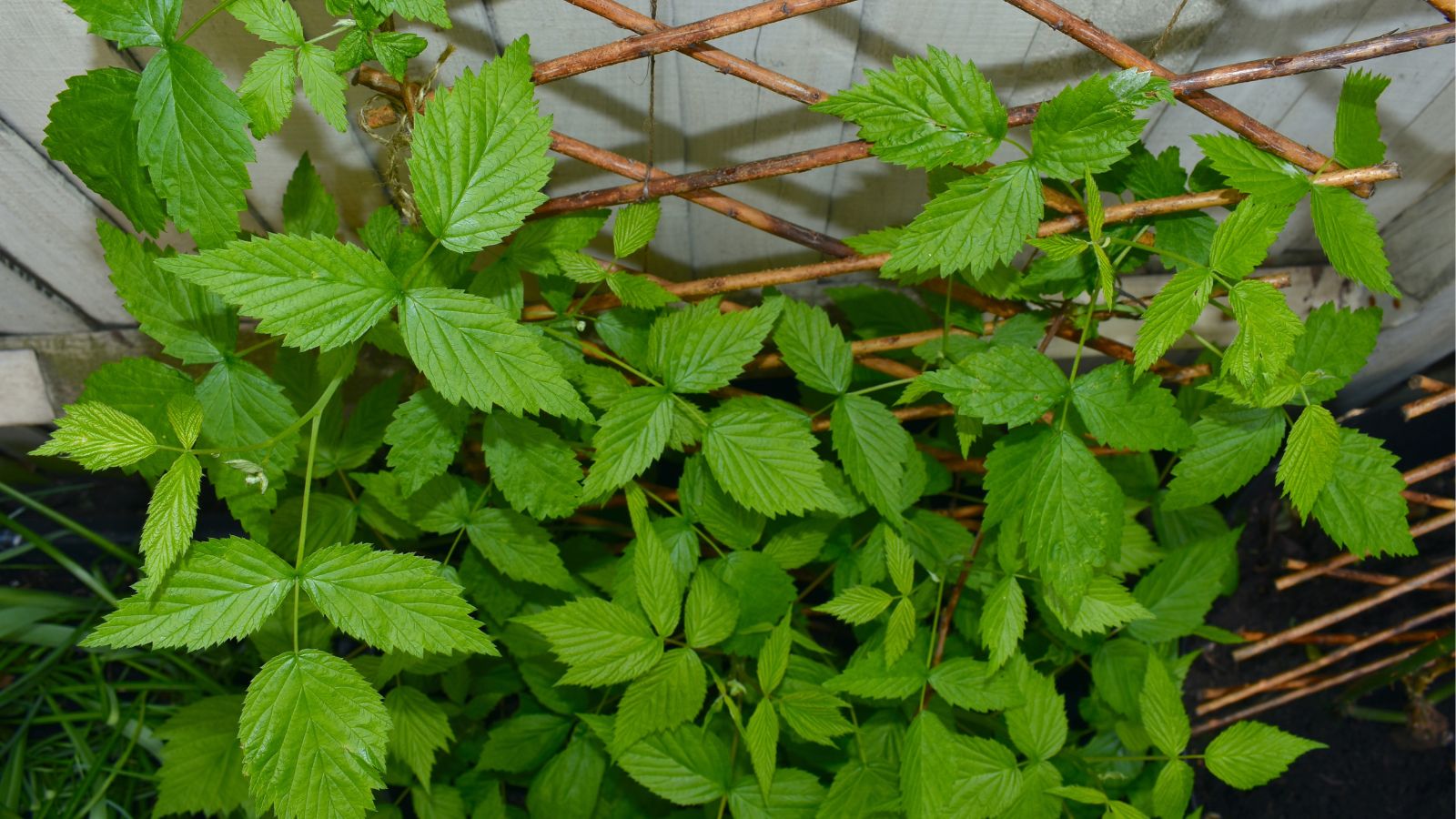 A shot of a trellis supported developing fruit-bearing plant in a well lit area outdoors