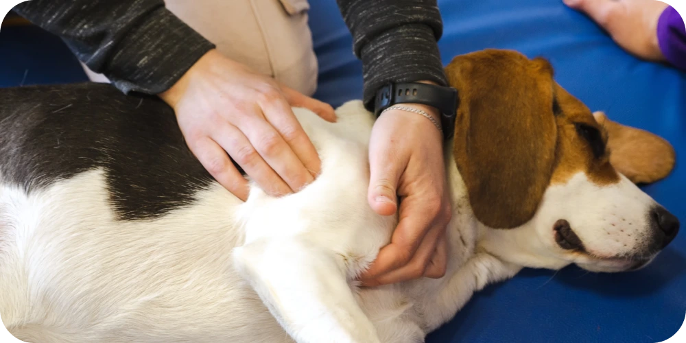 dog with joint pain getting vet help