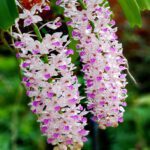 Foxtail Orchid