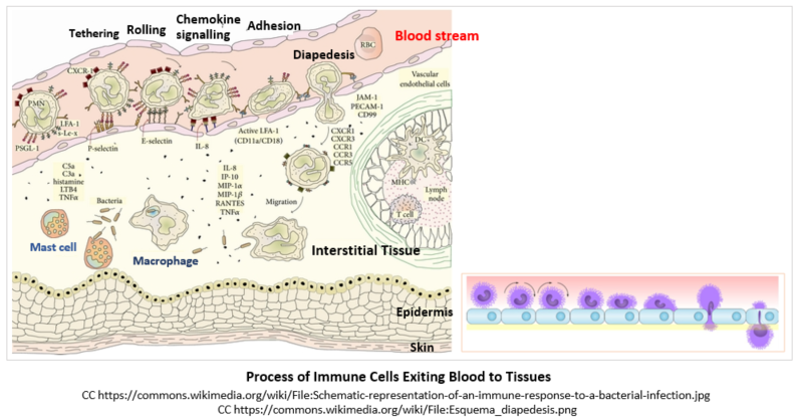 process of immune cells exiting blood to tissues