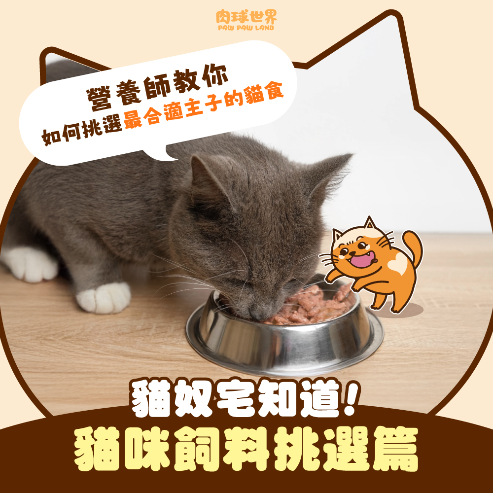 貓咪飼料選哪種？營養師教你挑選最合適主子的貓食！