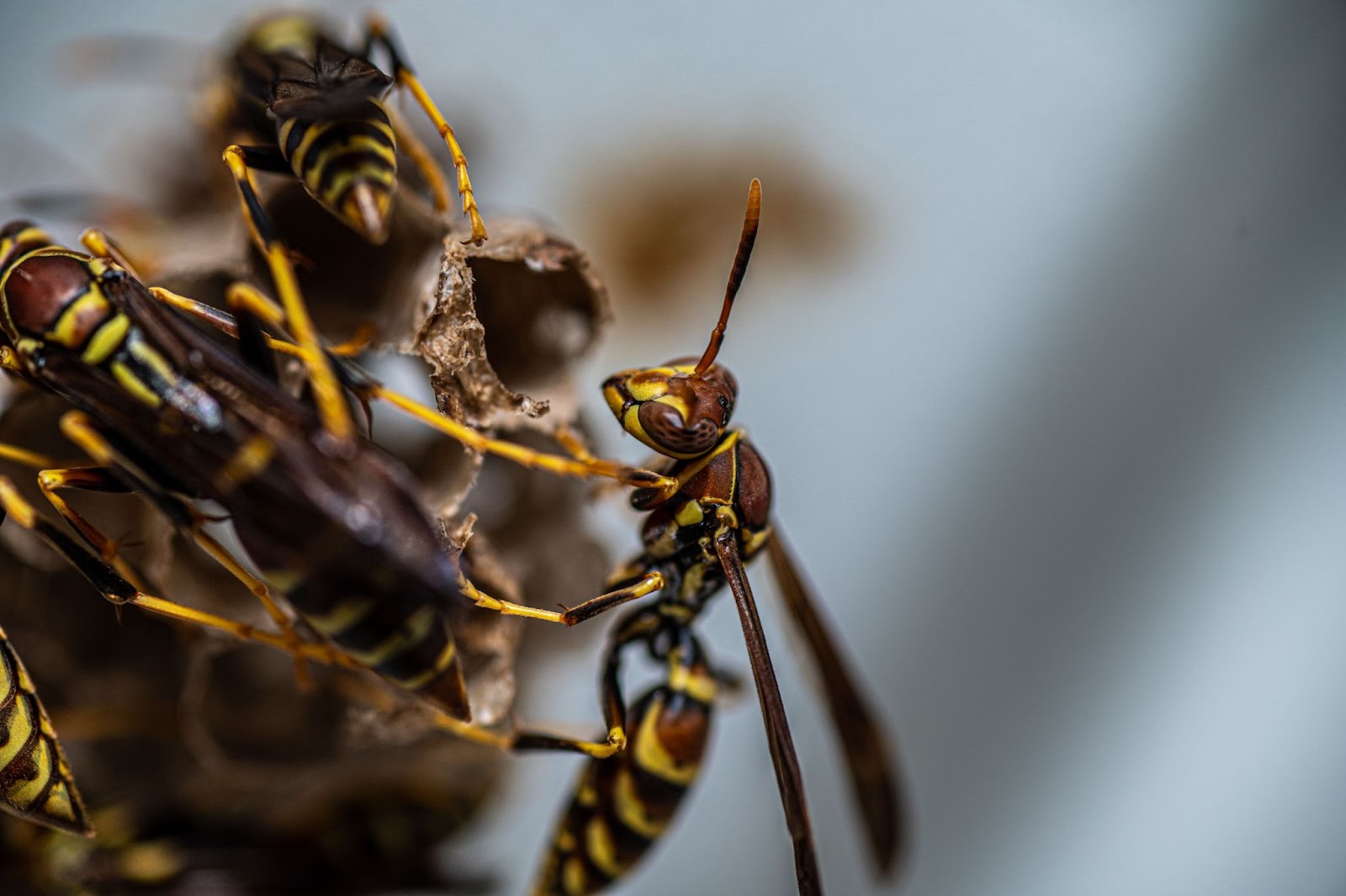 Close-up of yellow and black wasps building a nest, one of the common species of wasps in Texas