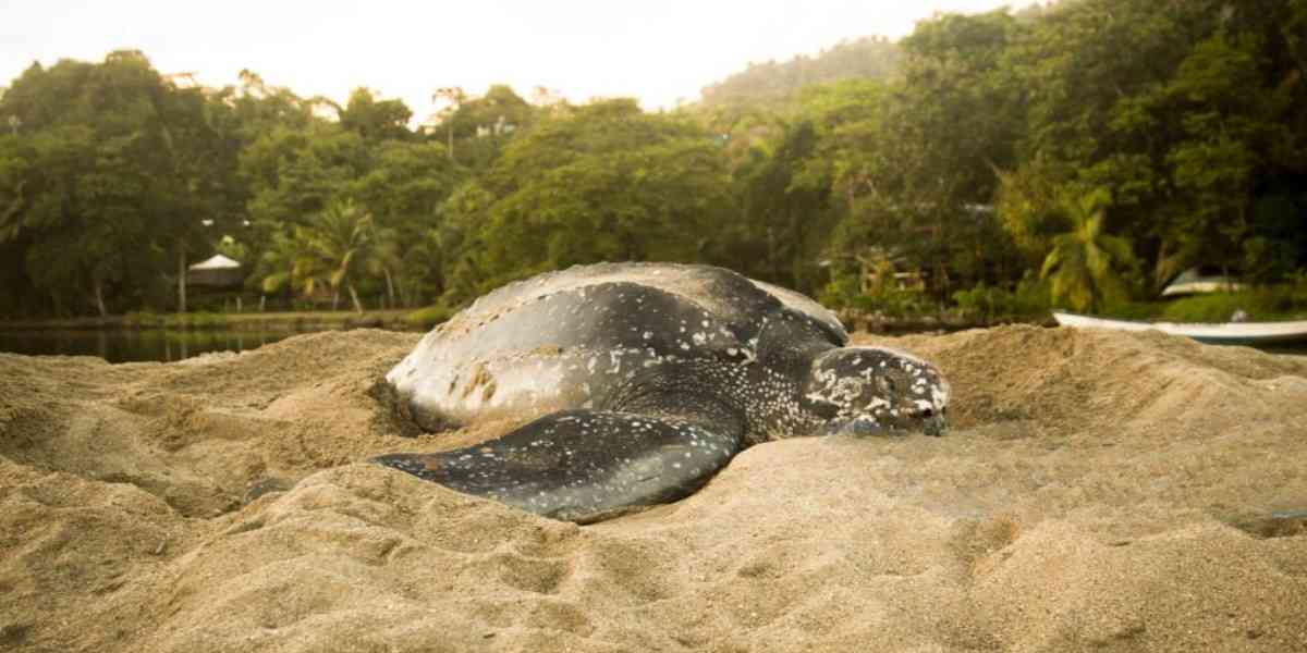 mouth of a leatherback turtle