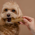 What is the Benefit of Chew Toys for Dogs' Teeth?