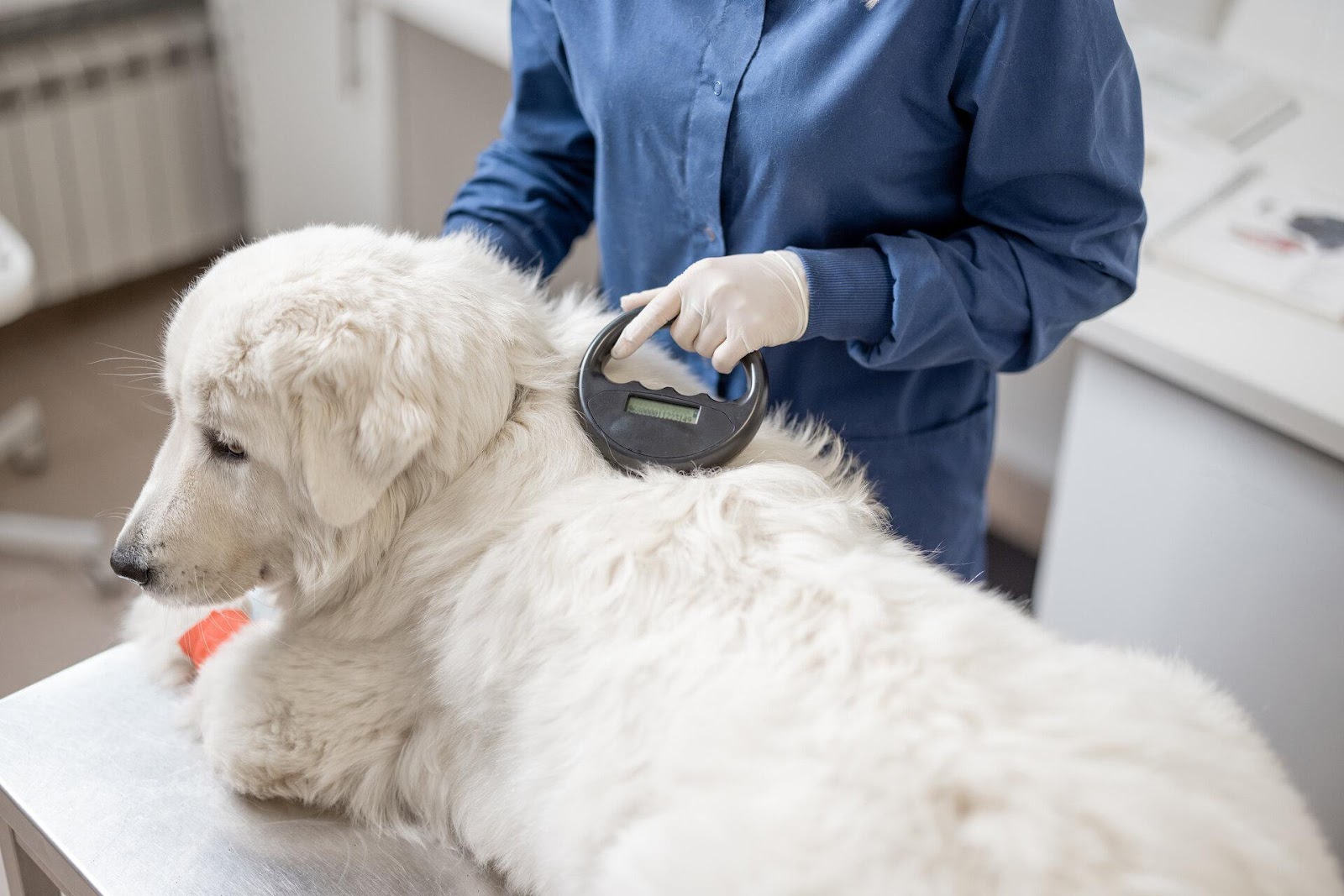 Un vétérinaire vérifie la présence d'une puce électronique sur un chien