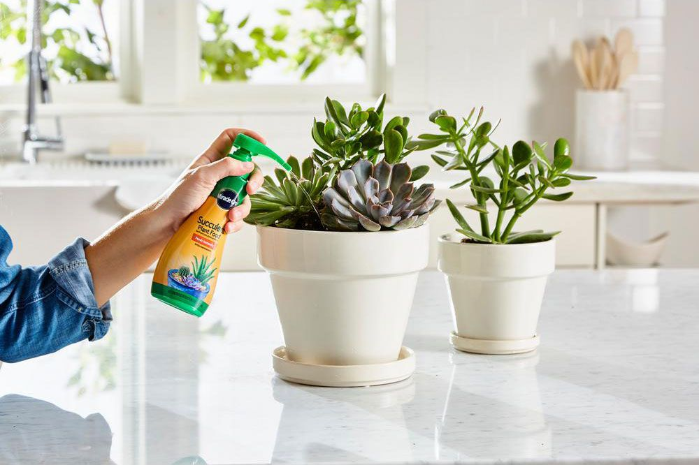 Fertilizing an Indoor Plant