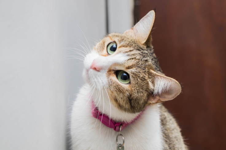 white cat with grey top fur tilting head and looking at the camera