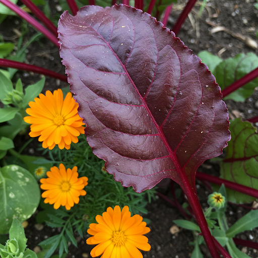 Protecting Beetroot from Common Pests and Diseases