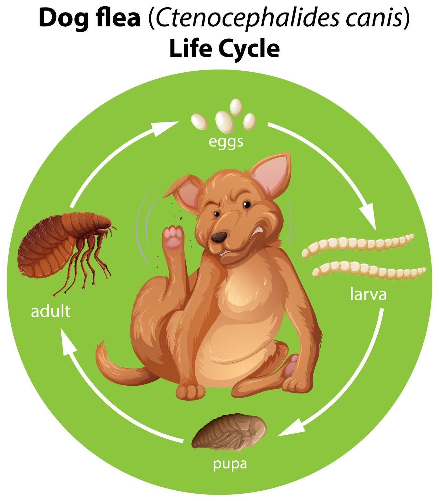 What are fleas in dogs