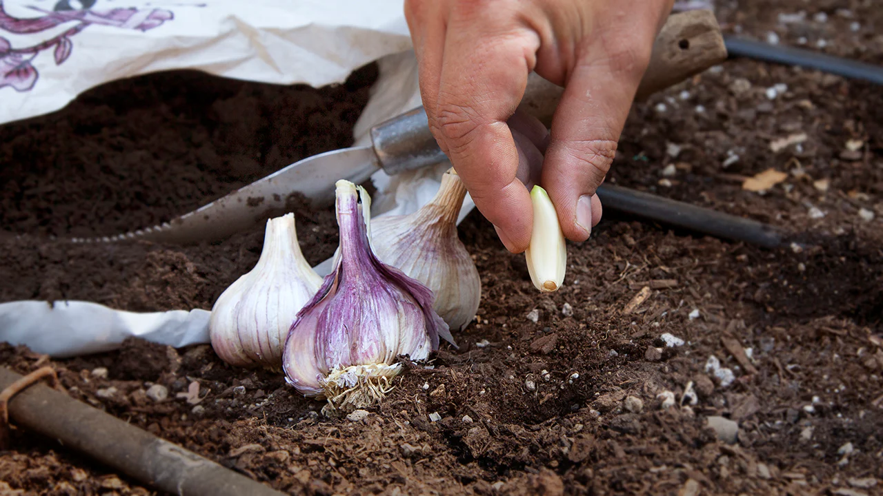 Caring for Garlic Plants Caring for Garlic Plants