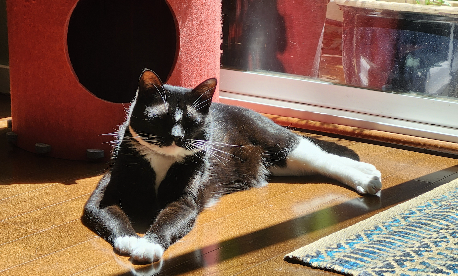 An adorable black cat sitting in the sunshine coming in through a window. Her eyes are closed in bliss. 
