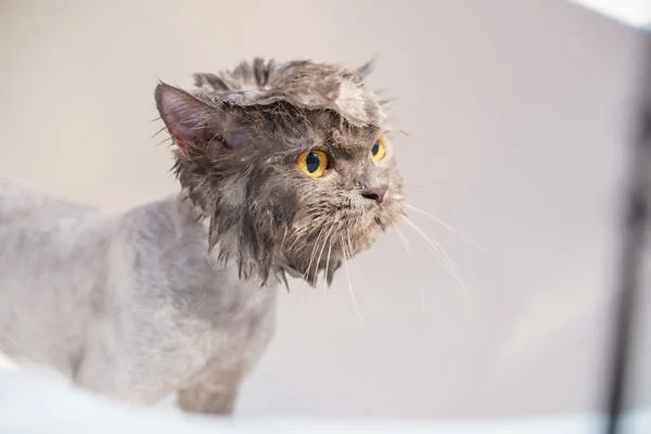 Cats Don't Need Baths