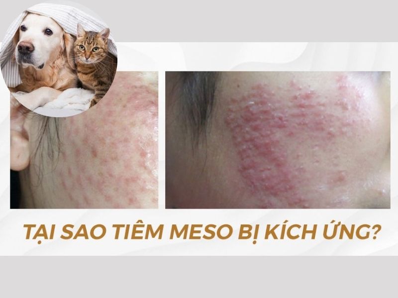 Sau khi tiêm meso có nên để thú cưng nằm gần mặt hay không? 3