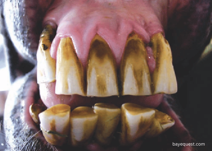 Periodontal Disease in Horses