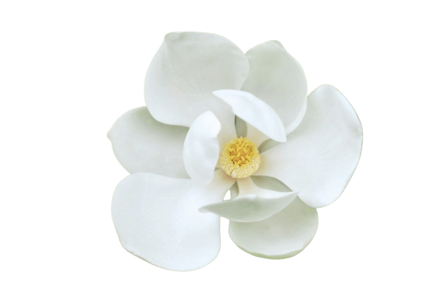 magnolia