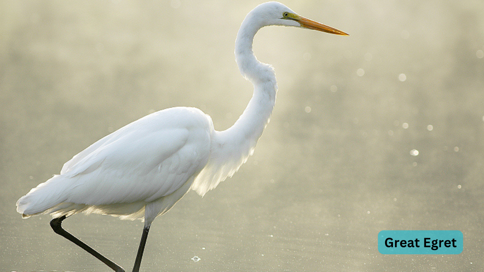 Great Egret