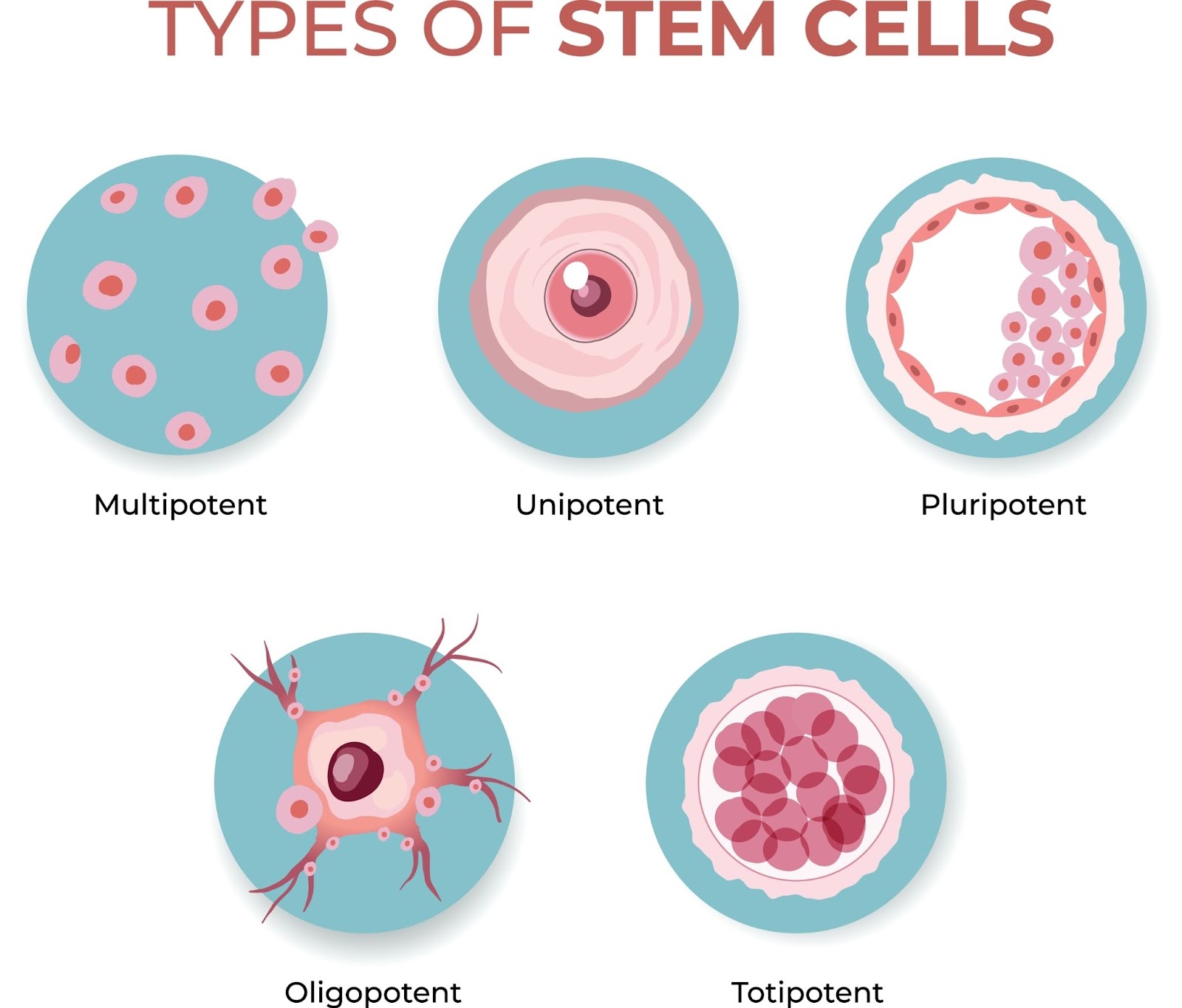 Potential of stem cell differentiation and their types