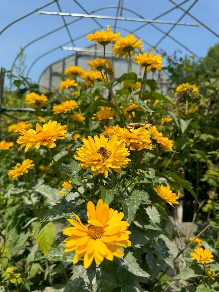 A group of yellow flowersDescription automatically generated