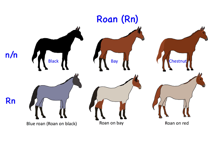 Roan Colored Horse Breeds