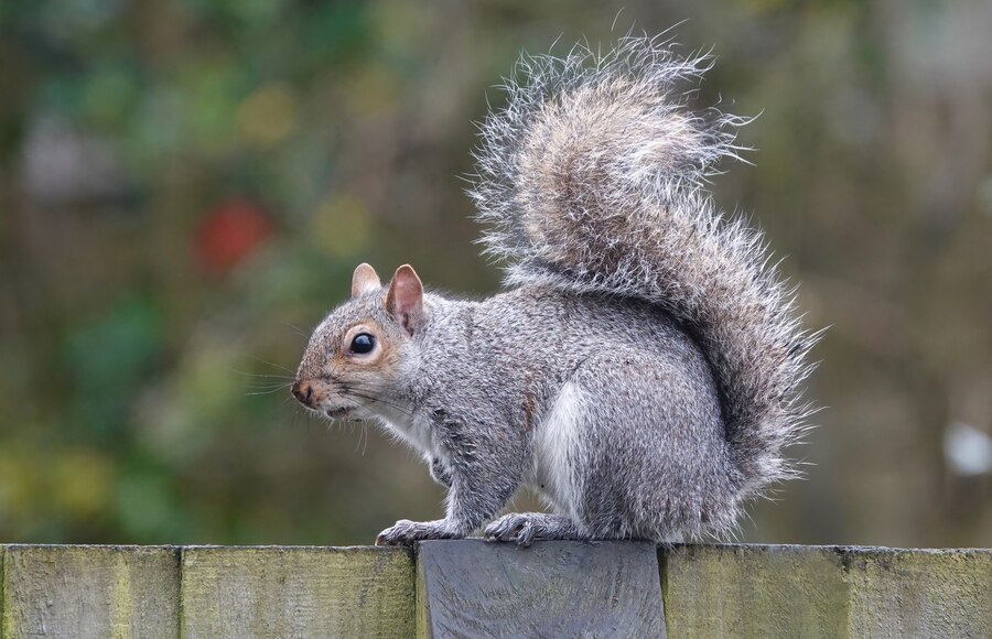 squirrel removal houston