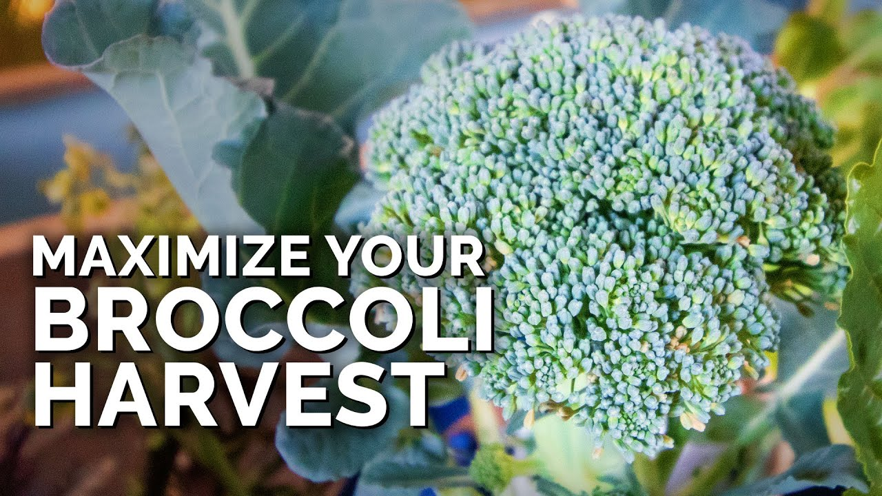 Harvest Broccoli