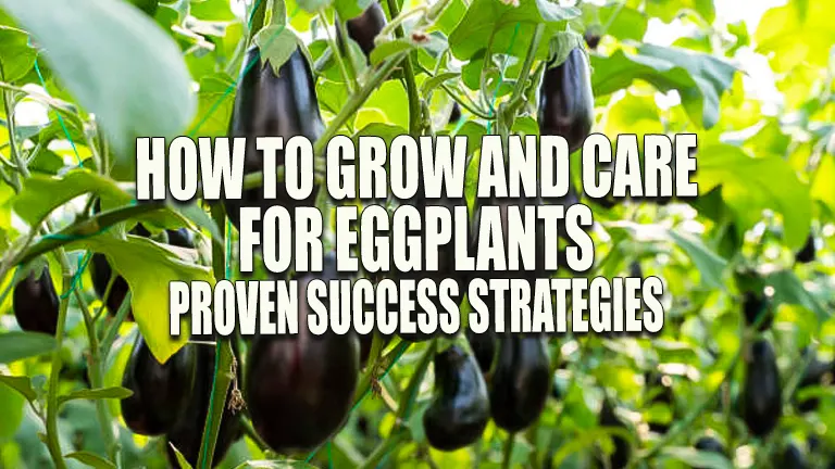 How to Grow and Care for Eggplants