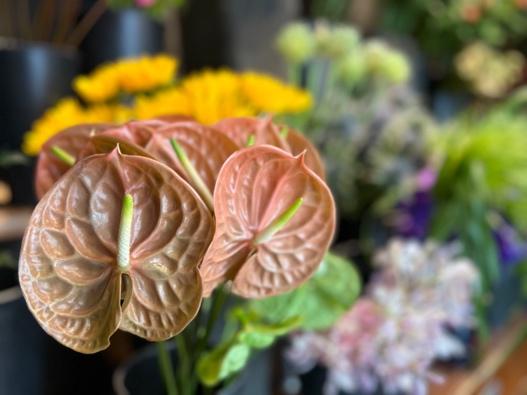 花が咲いている植物

自動的に生成された説明