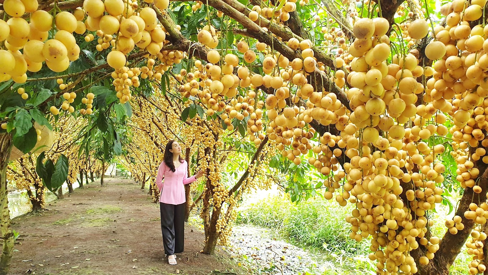 Vườn trái cây Mỹ Khánh trĩu quả