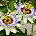 40 flowers name in hindi