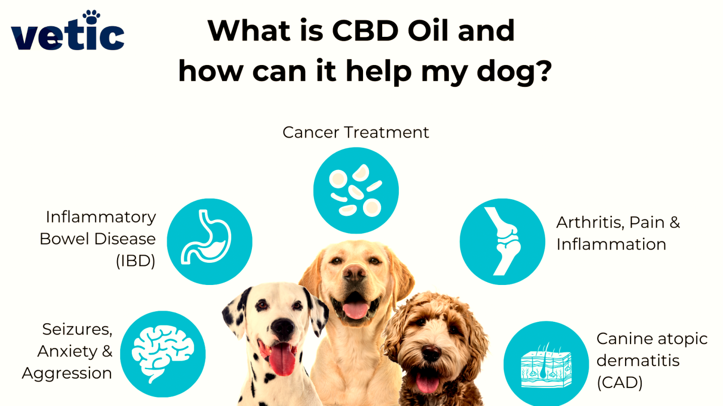 Best Quality CBD For your Dogs