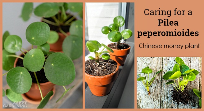 Pilea Peperomioides Care Guide